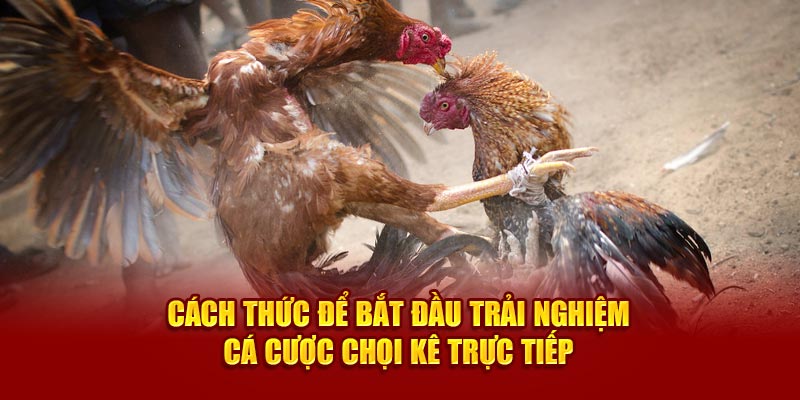 Cách thức để bắt đầu trải nghiệm cá cược chọi kê trực tiếp