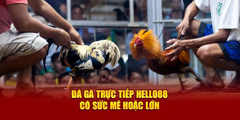 Đá gà trực tiếp Hello88 có sức mê hoặc lớn