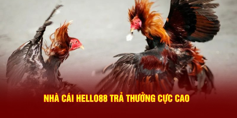 Nhà cái Hello88 trả thưởng cực cao tại đá gà 88