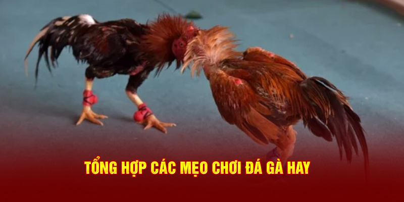 Tổng hợp các bí kíp cược chọi kê hay